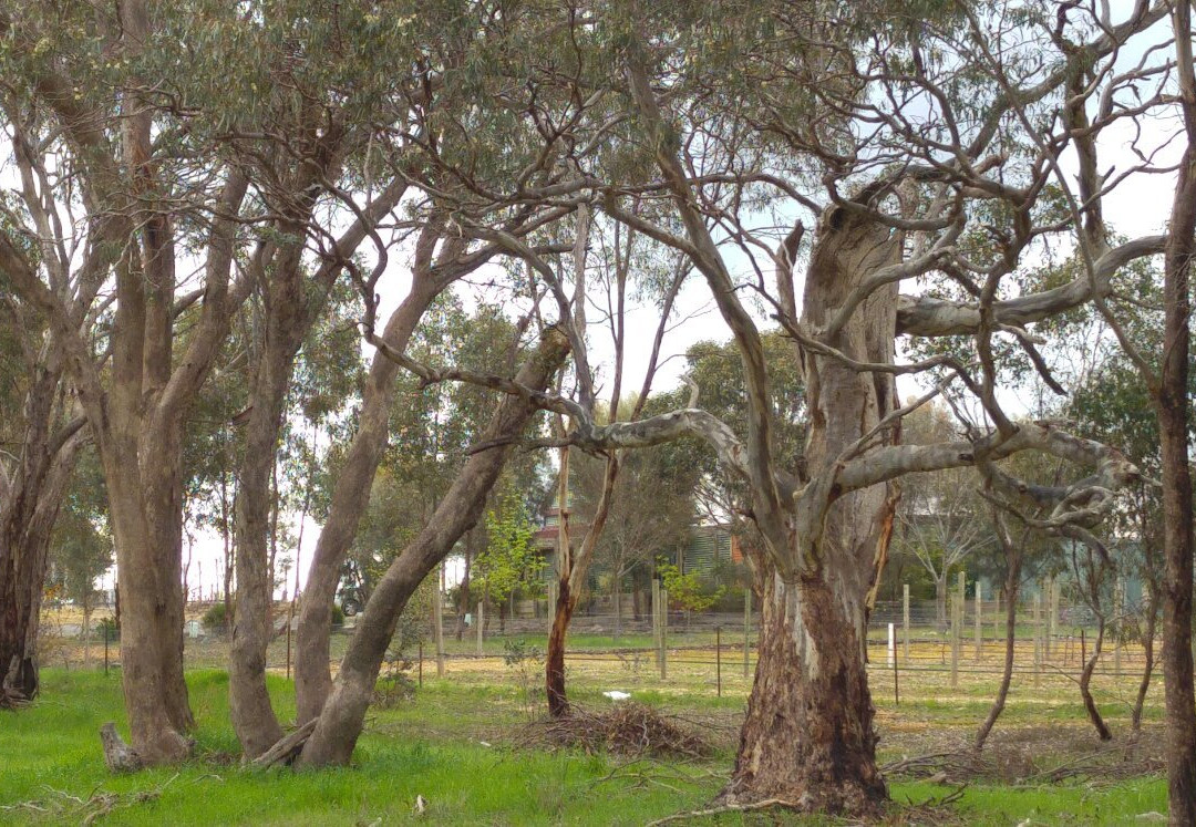 St Ignatius Vineyard-Avoca必去景点