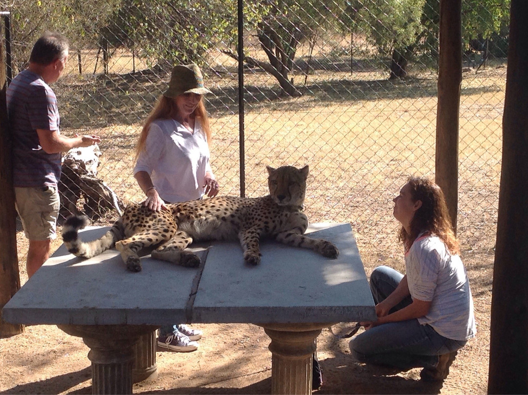 De Wildt Shingwedzi Cheetah Ranch-贝拉贝拉必去景点