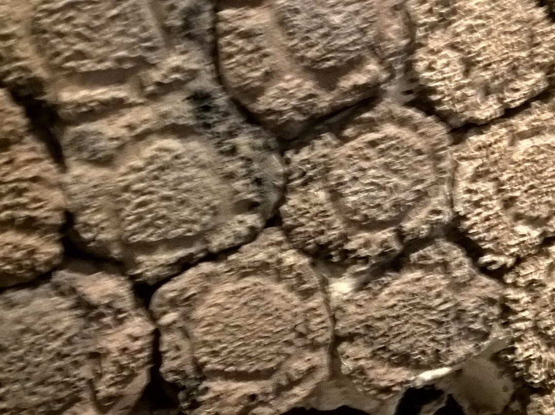 Museo Paleontologico-科洛尼亚·德尔萨克拉门托城必去景点