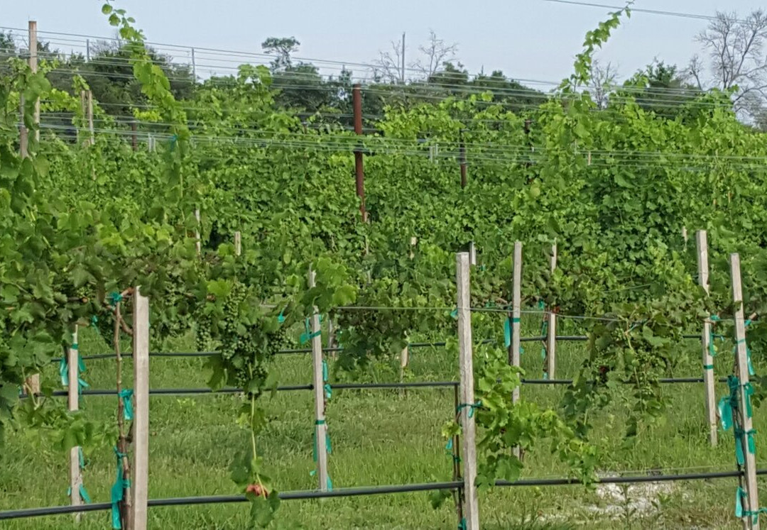 Bluff Dale Vineyards-Bluff Dale必去景点