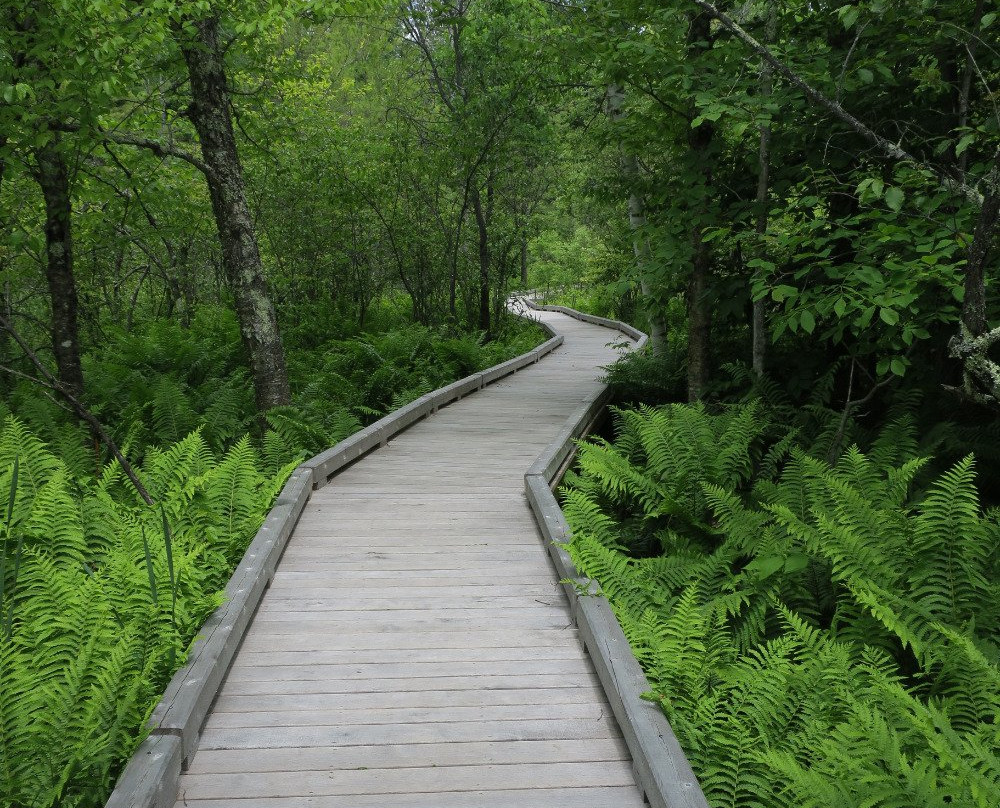 Eshqua Bog Natural Area-Hartland必去景点