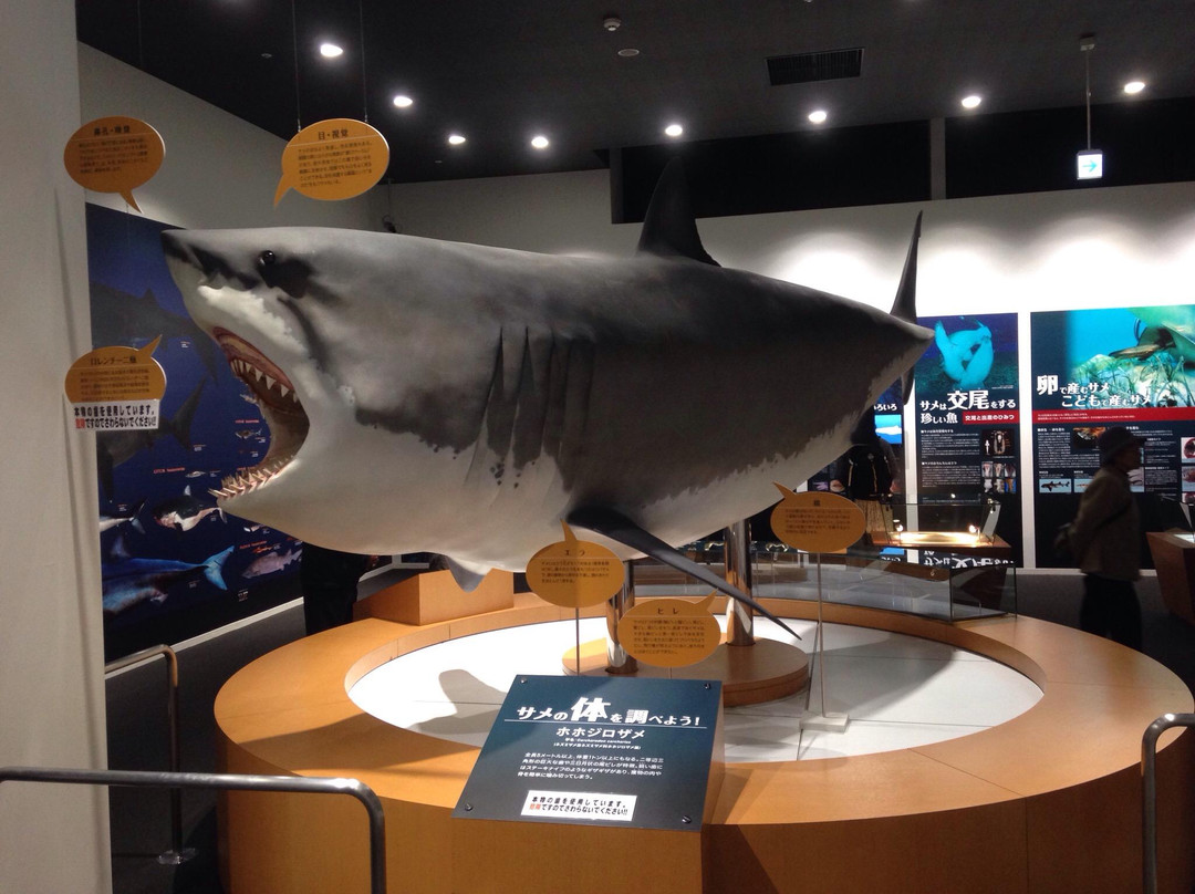 Kesennuma Uminoichi Shark Museum-气仙沼市必去景点