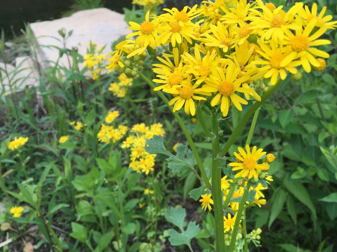 Gahanna Woods State Nature Preserve景点图片