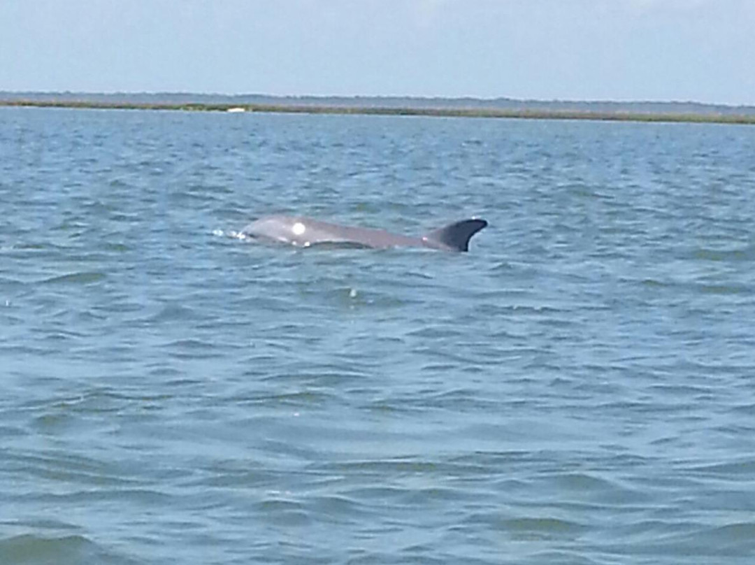 The Kayak Farm-Saint Helena Island必去景点