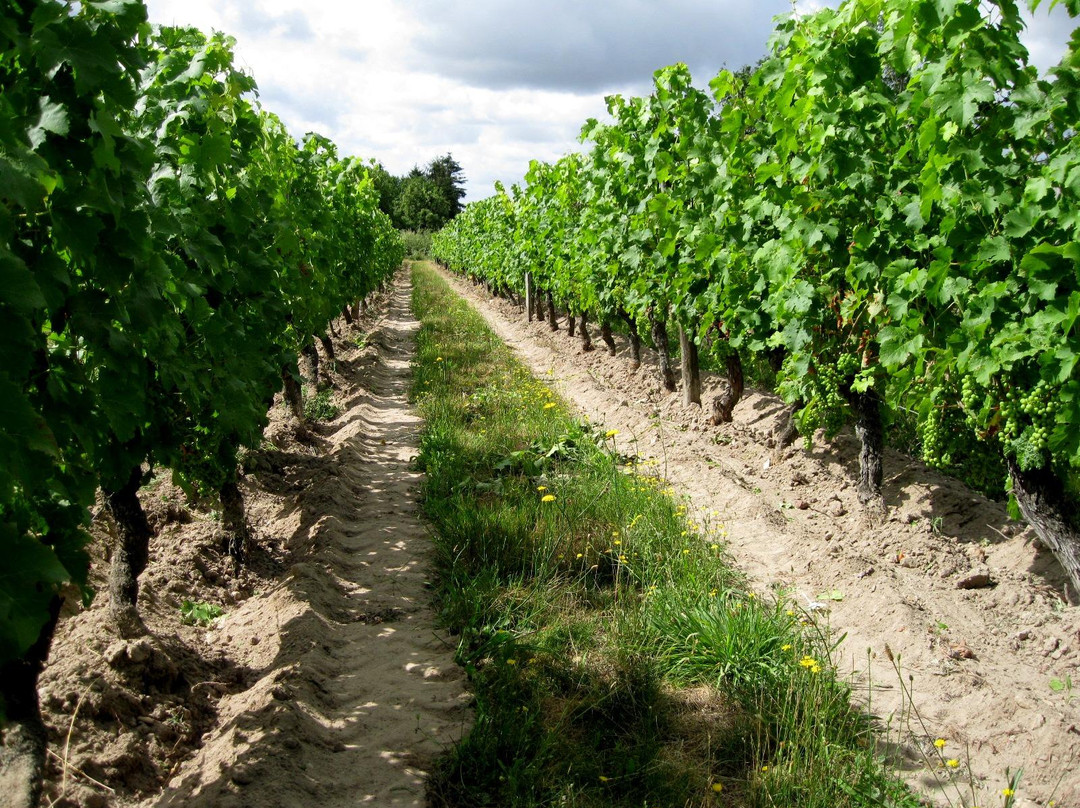 Cave des Vins de Bourgueil景点图片