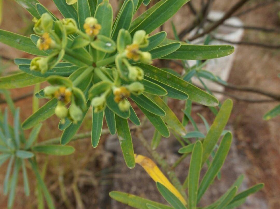 Parque Natural do Monte Gordo-Sao Nicolau必去景点