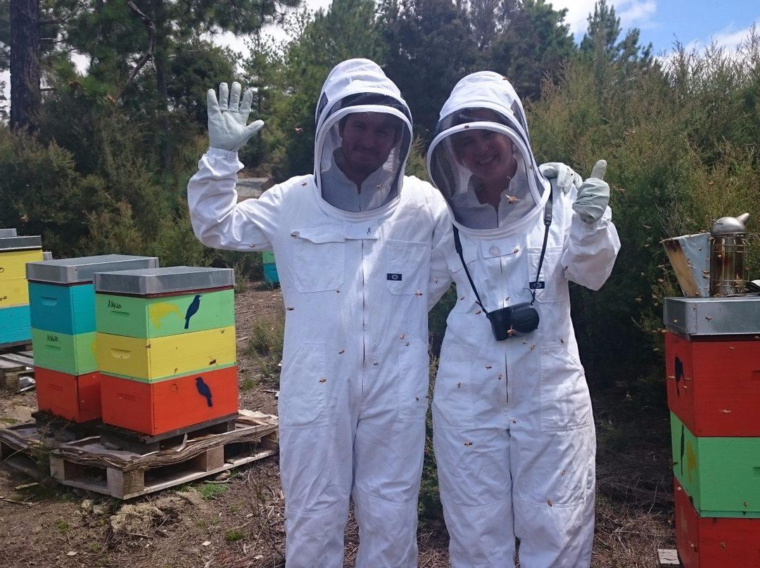 Bee Haven @ Paihia景点图片