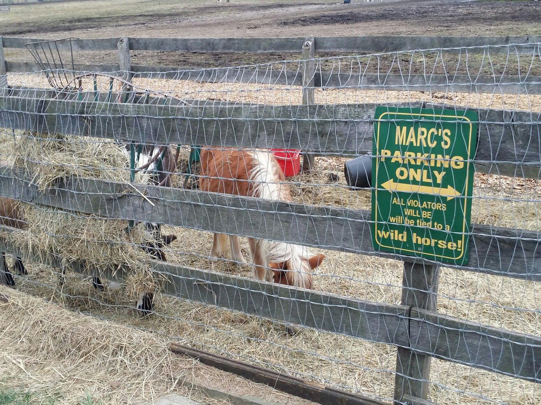 Seaton Stables-莫里斯敦必去景点