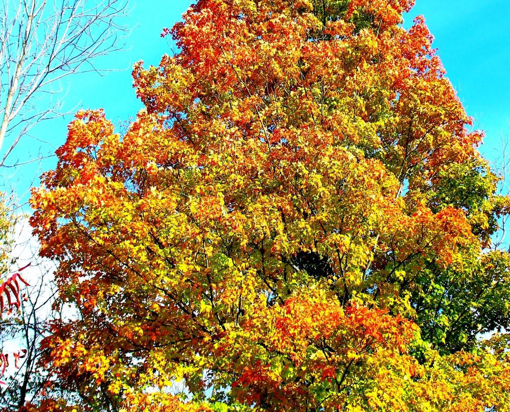 Royalton Ravine Park-Gasport必去景点