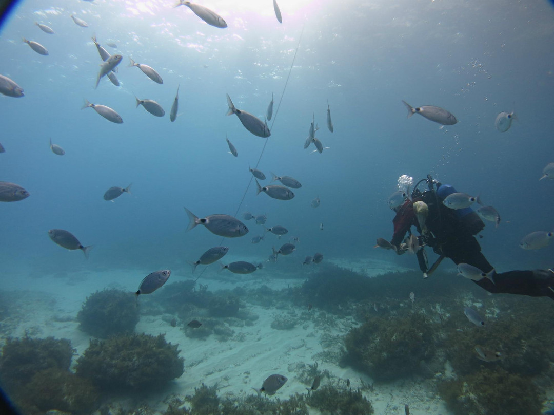 New Horizons Snorkel & Dive Centre-麦克尔斯菲尔德必去景点