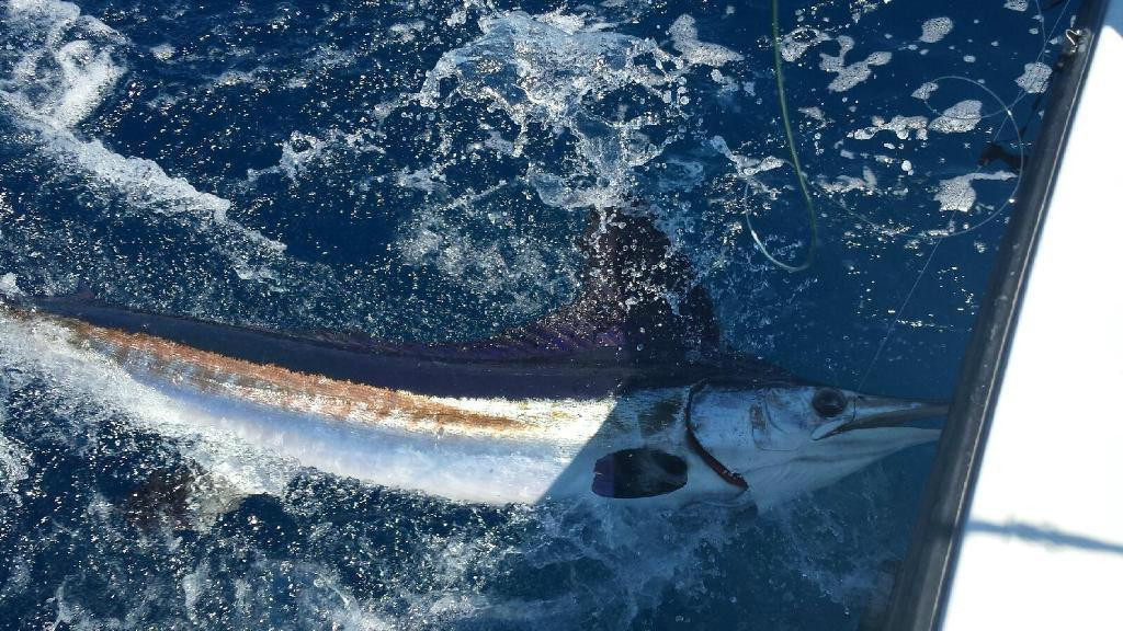 Carolina Style Sportfishing景点图片