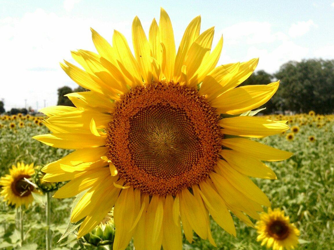 Batey Farms-默弗里斯伯勒必去景点