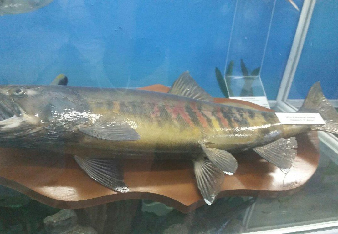 Marine Fauna Museum景点图片