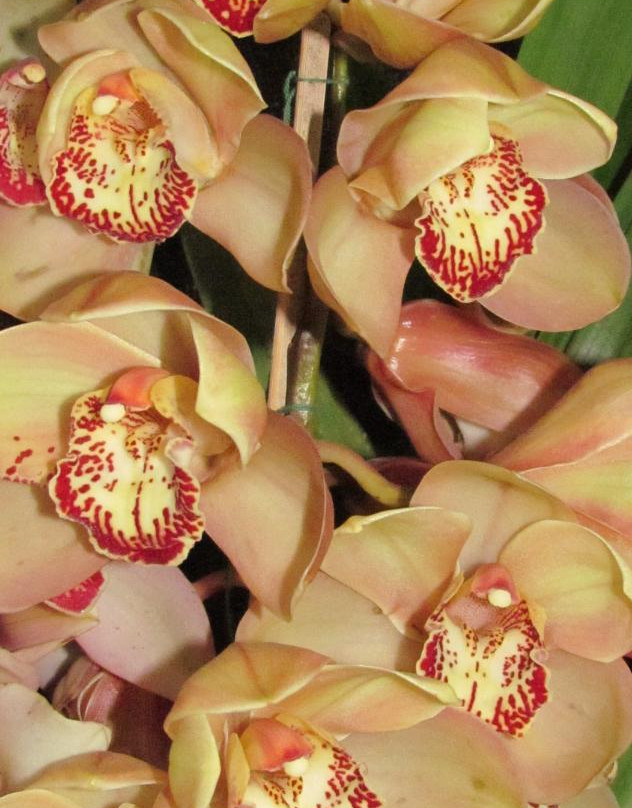 Deorali Orchid Sanctuary景点图片