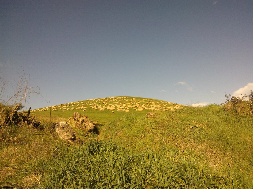 Riserva Naturale Macchia景点图片