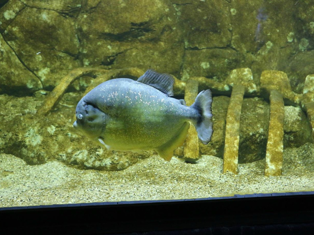 Oceanarium-喀山必去景点