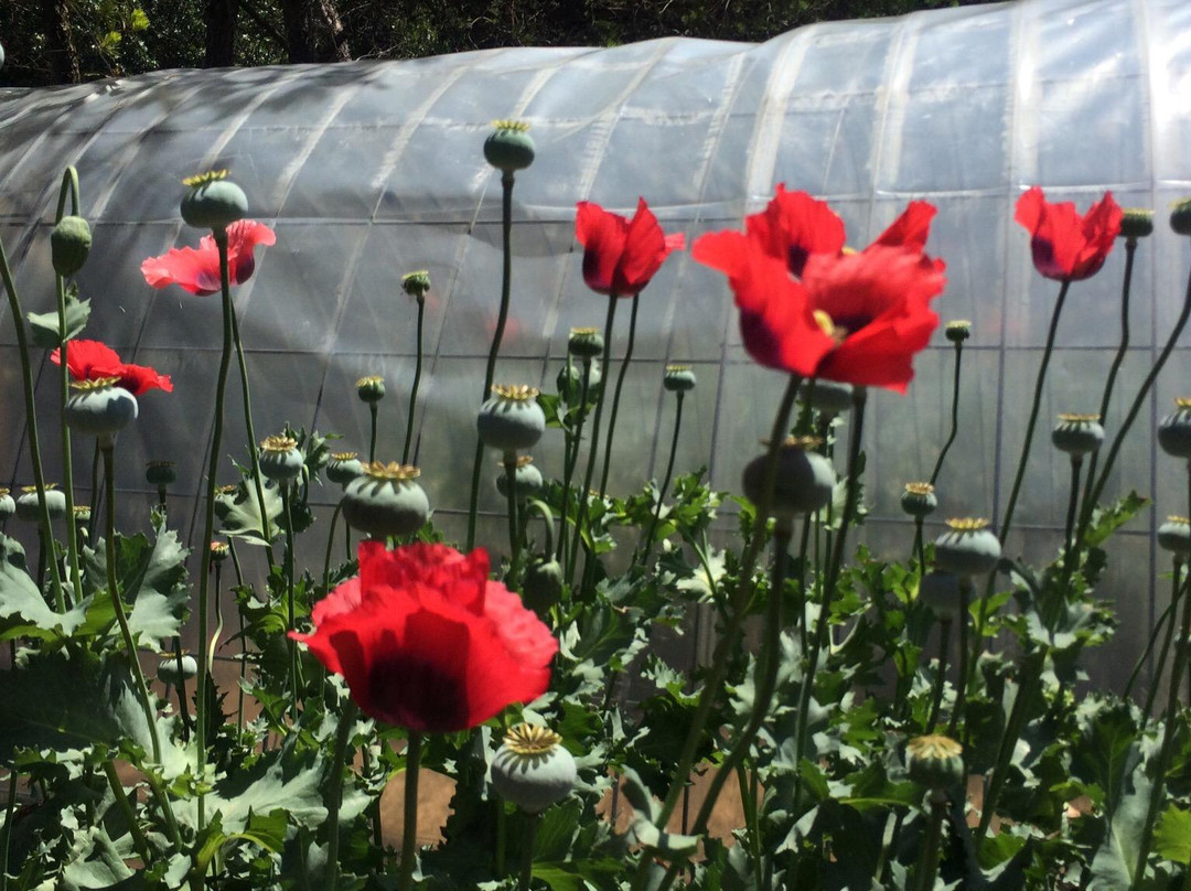 Botanical Garden of the Ozarks-费耶特维尔必去景点