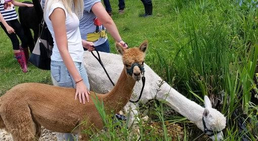 Hensting Alpacas景点图片