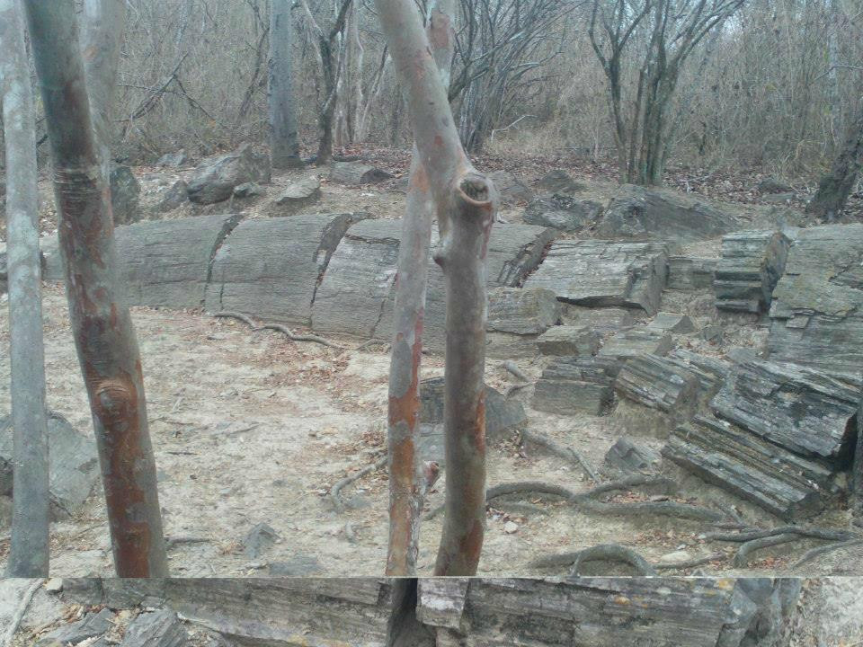 Petrified forest Puyango景点图片