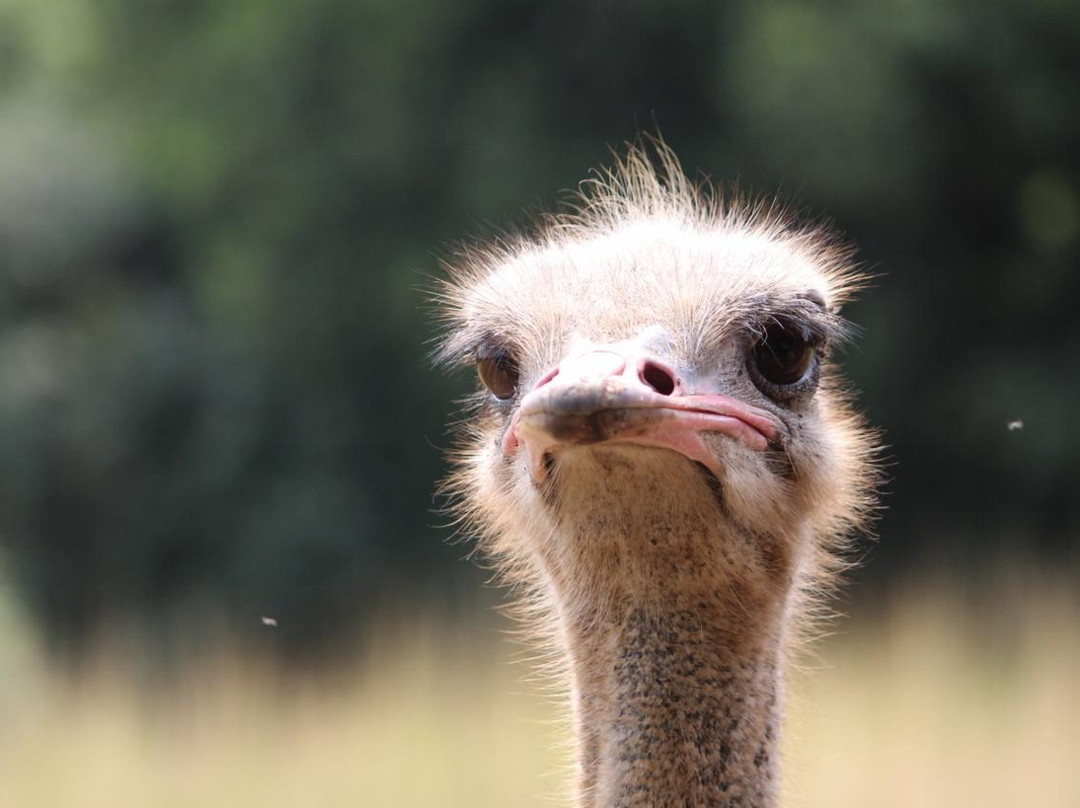 Ann van Dyk Cheetah Centre-哈特比斯普特必去景点