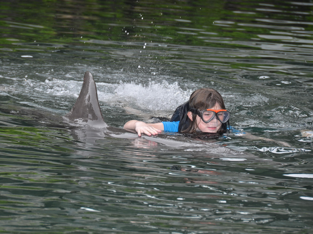 寻访海豚-瓦胡岛必去景点