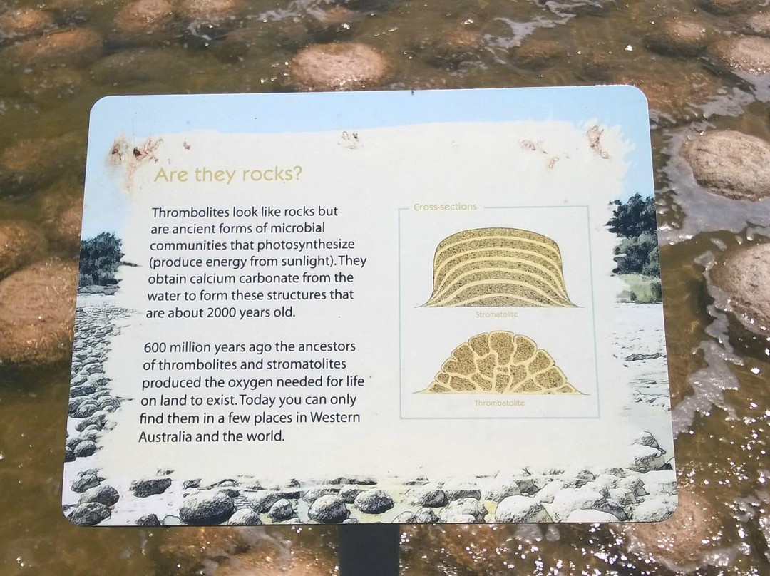 Thrombolites of Lake Clifton景点图片