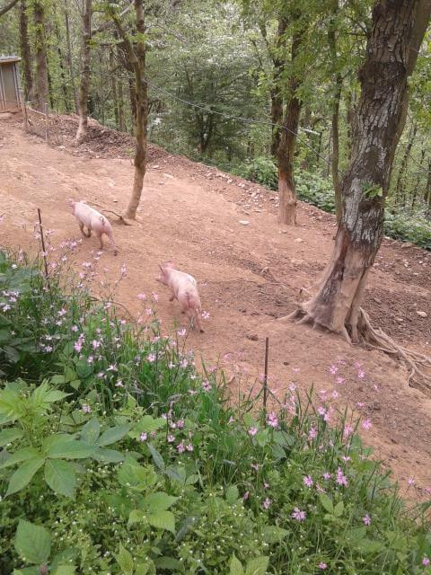 Nonna Carli - Azienda Agricola del Passo del Turchino-热那亚必去景点
