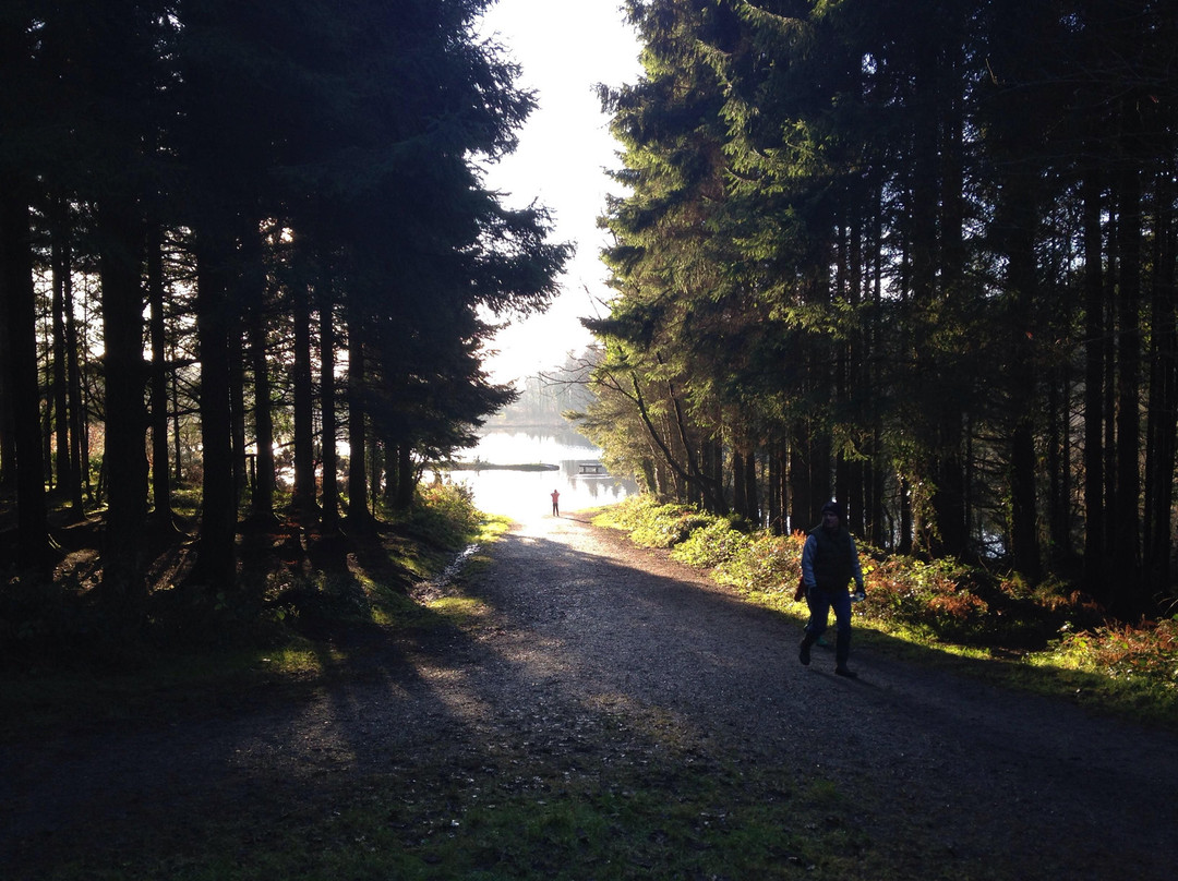 Cratloe Woods