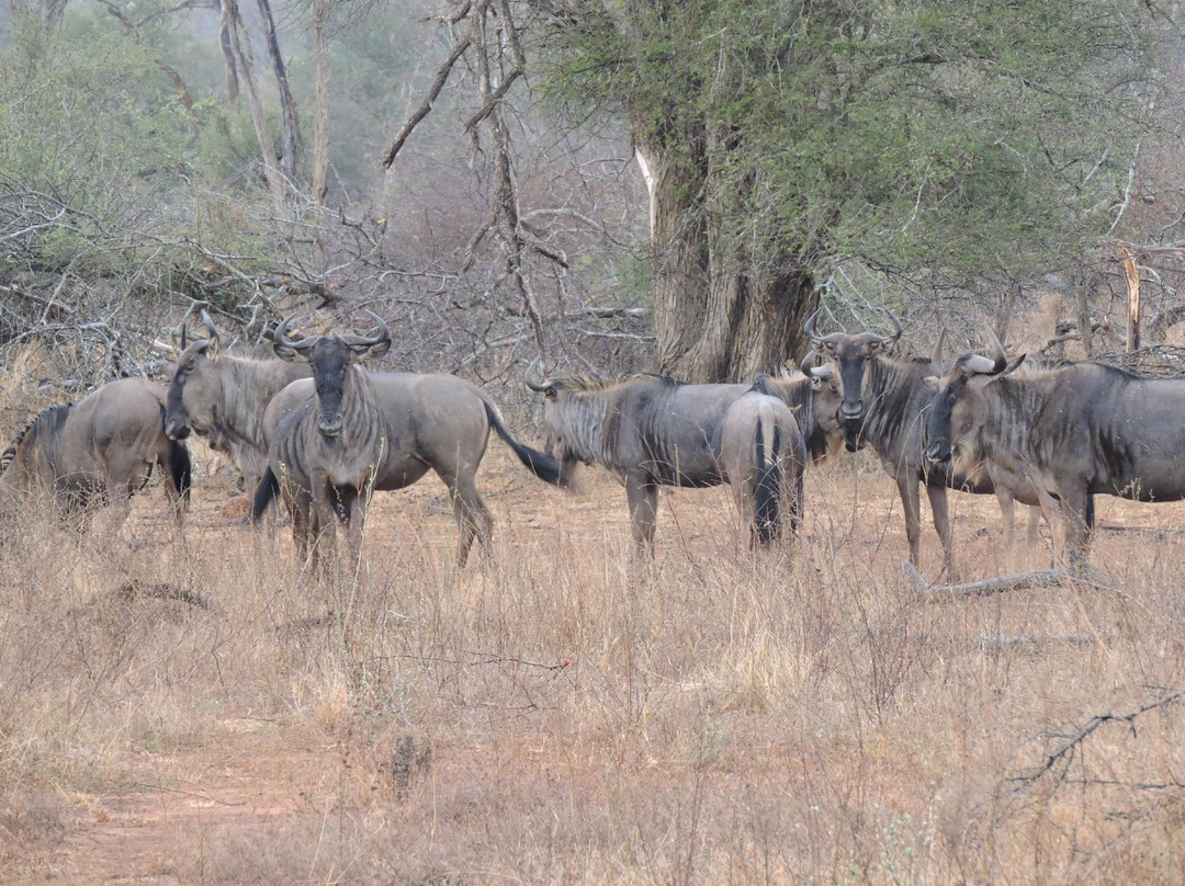 Kruger Africa Safaris-玛洛斯帕克必去景点