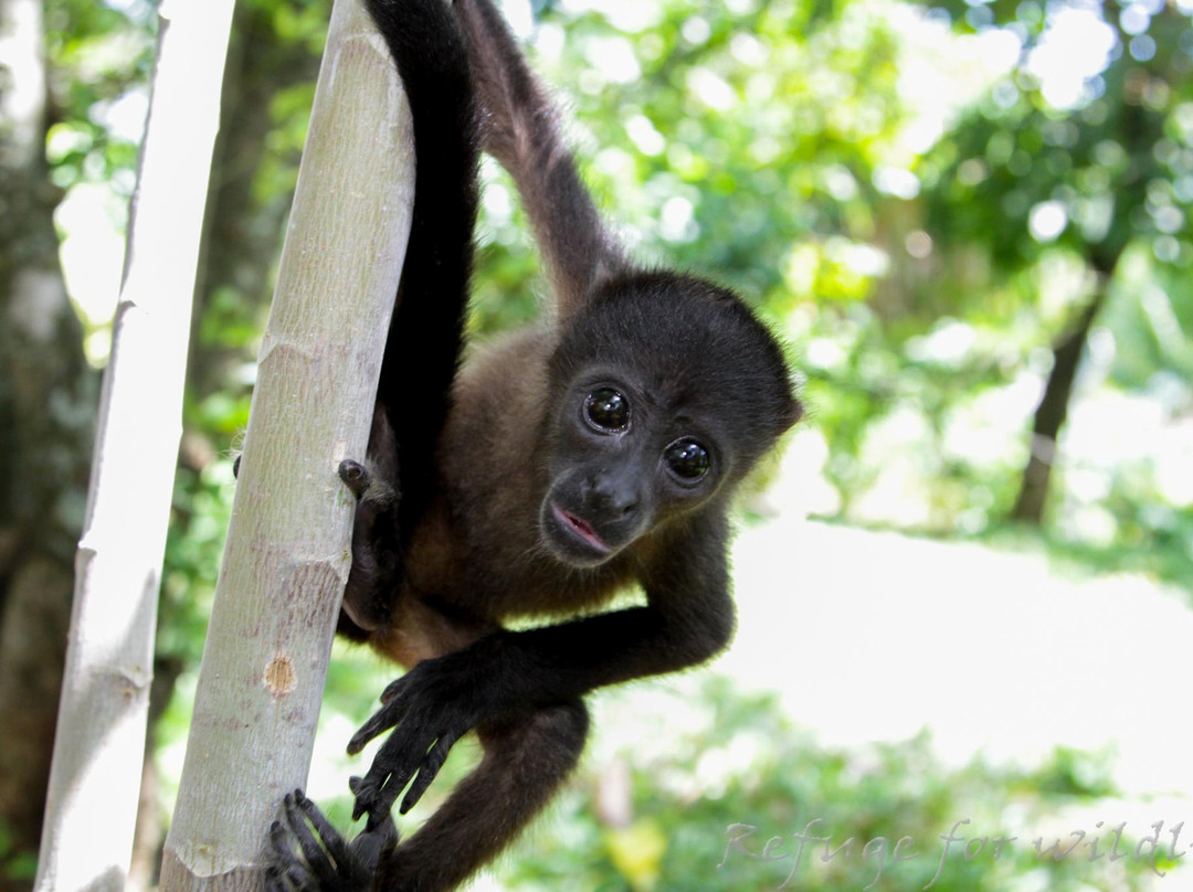 International Animal Rescue Costa Rica景点图片