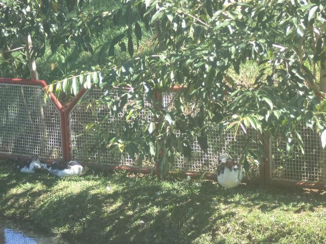 Primeira Casa de Caldas Novas-Caldas Novas必去景点