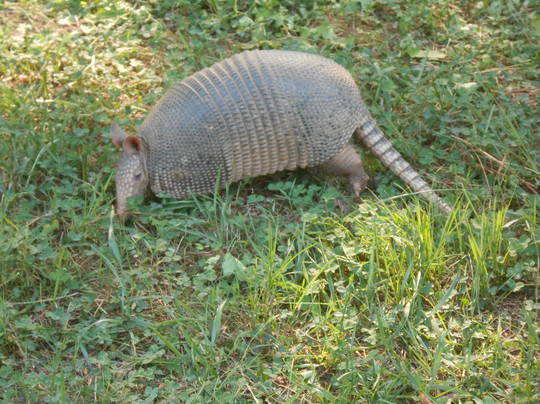 Charlie Elliott Wildlife Center-Mansfield必去景点