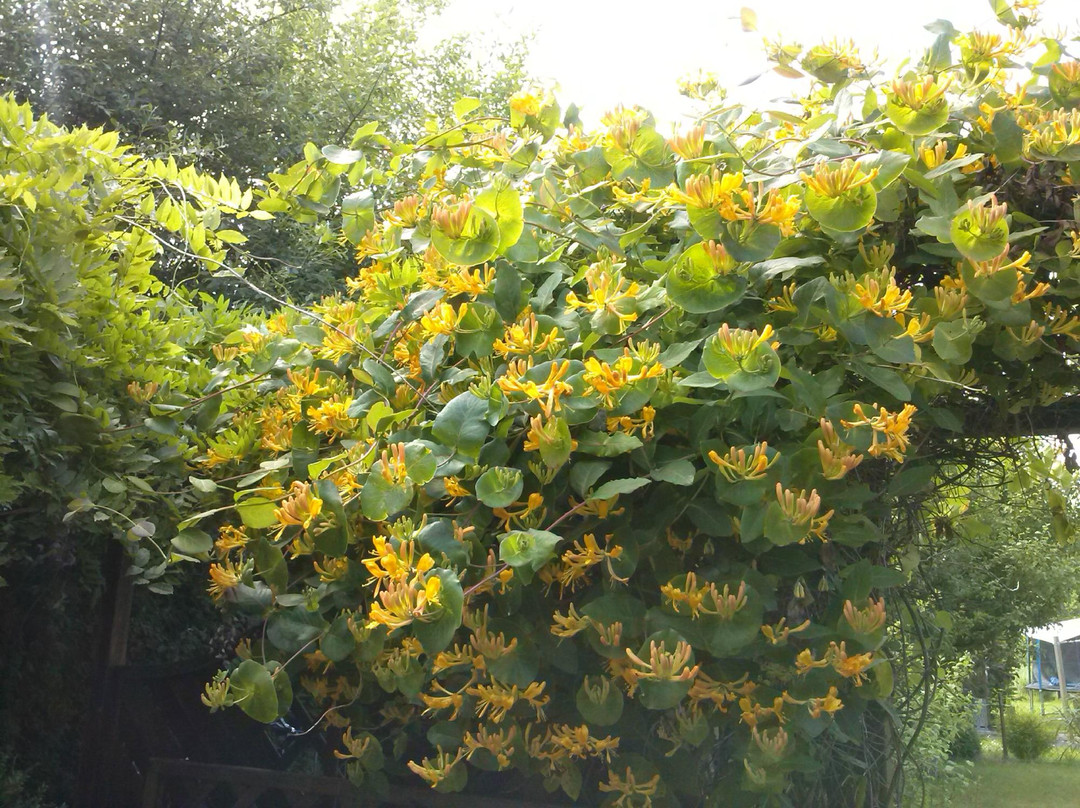 Loxstedt餐馆和美食-Steakhaus Balkan Grill