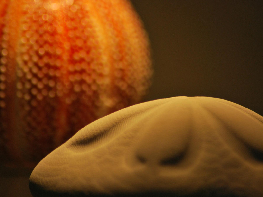 Museo della Conchiglia e del Corallo-Palmariggi必去景点