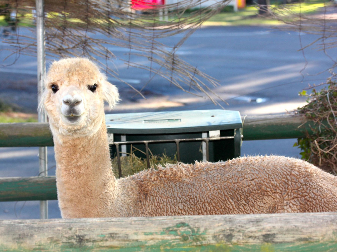 Australian Alpaca Centre-Berrima必去景点