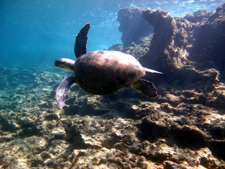 Scuba Turtle Diving-Incekum必去景点
