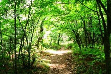 Dadia Forest-亚历山德鲁波利必去景点