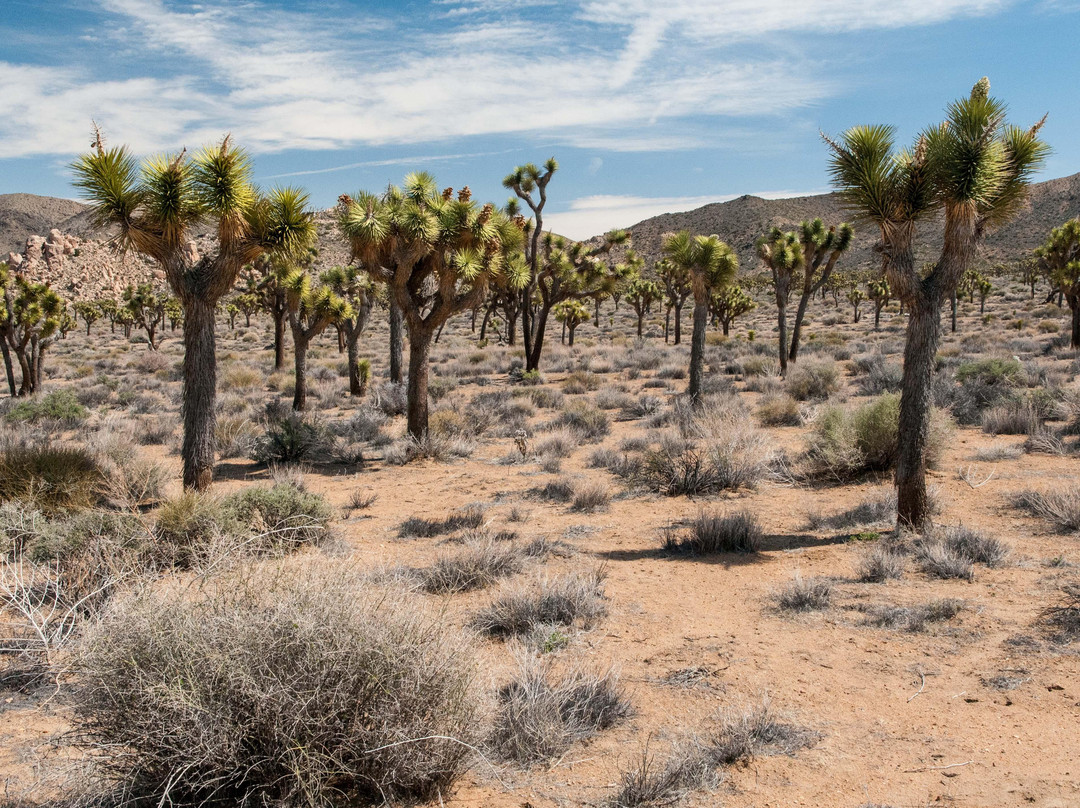 Lost Horse Valley-约书亚树国家公园必去景点