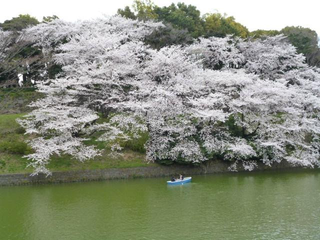 千鸟渊-千代田区必去景点