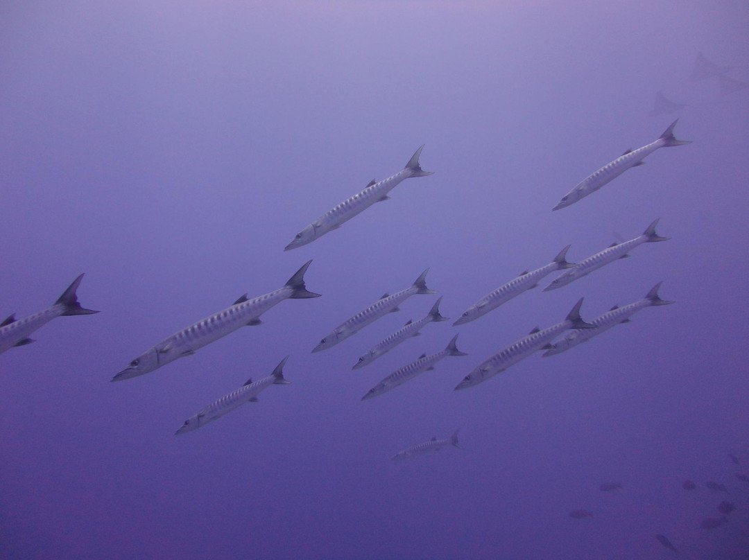 Dive Club Laamu-拉姆环礁必去景点
