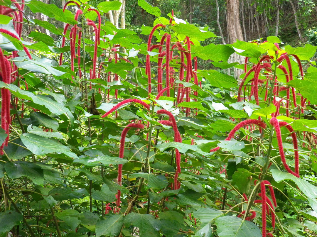 热带香料园-巴巷海滩必去景点