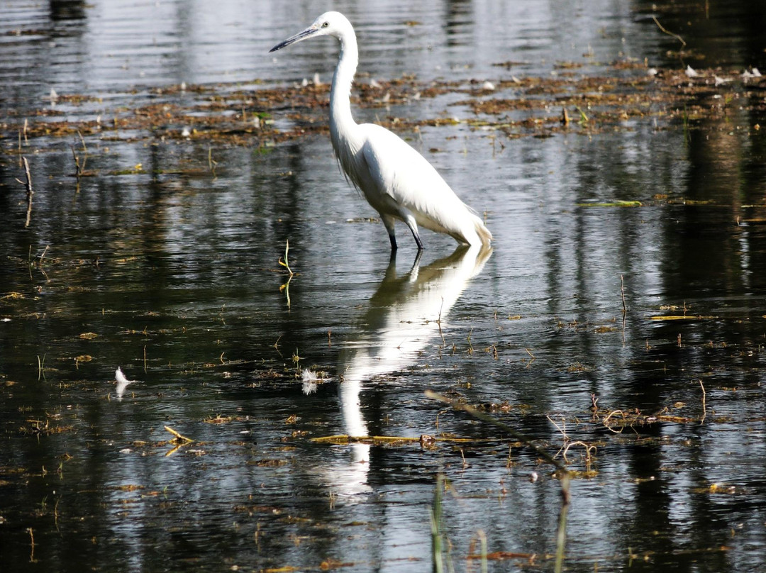 Thol Lake Bird Sanctuary景点图片