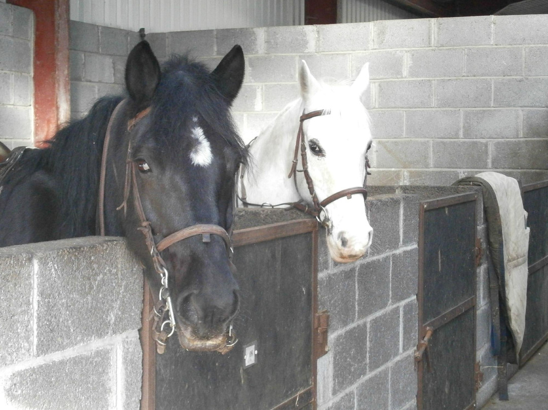 Markree RIding Stables-Collooney必去景点