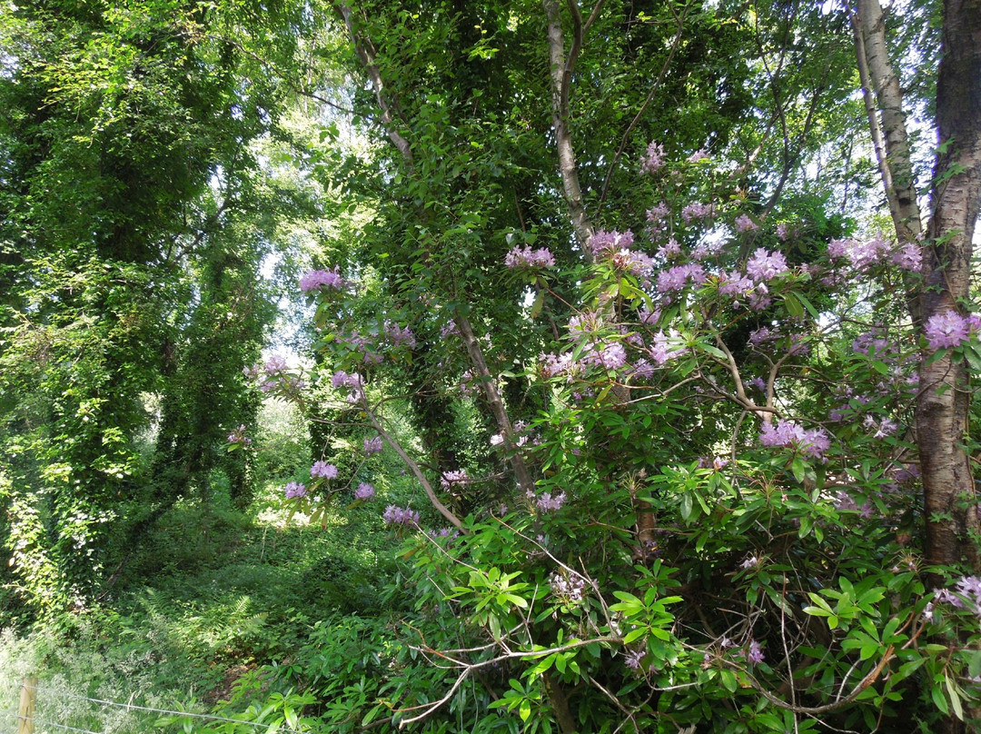 St. Columb's Park-德里必去景点