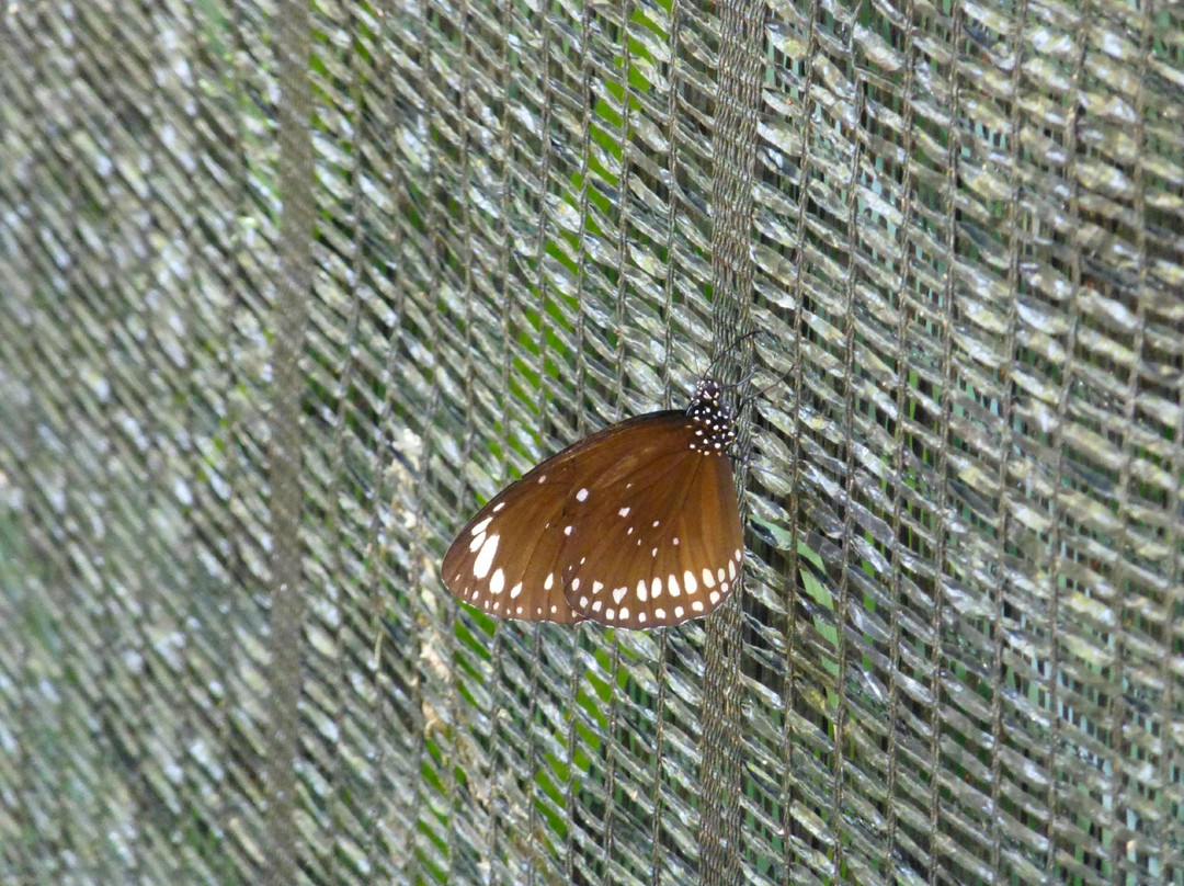 蝴蝶园与昆虫王国-塔林必去景点