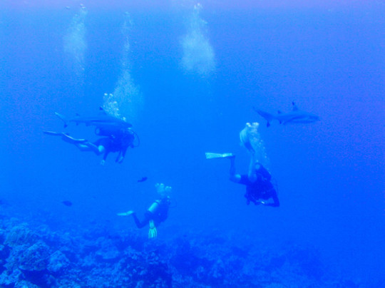 Tahaa Diving-塔哈岛必去景点