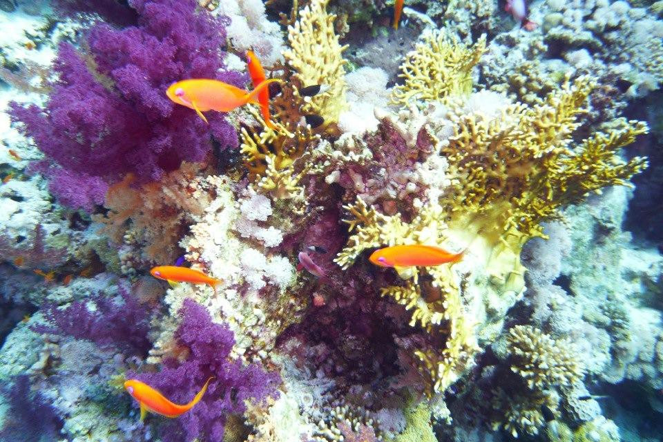 Jackson Reef-红海和西奈半岛必去景点