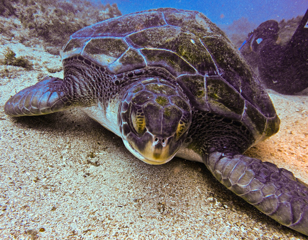 Dive Club Tenerife - Ocean Project-Palm-Mar必去景点