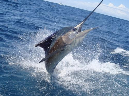 Dream On Sport Fishing景点图片