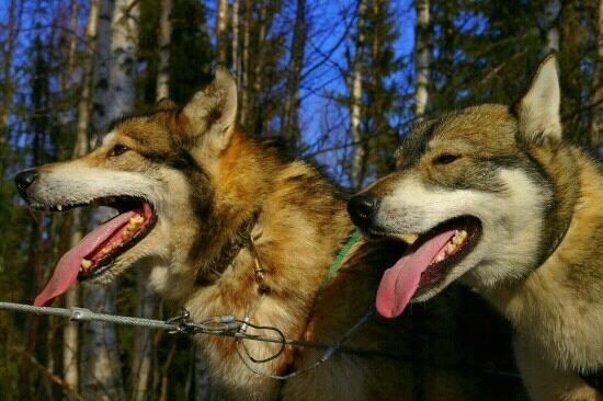 Era-Susi Huskies - Day Tours景点图片